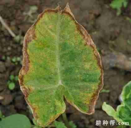 芋头黄萎病如何防治(芋头黄萎病如何防治最好)